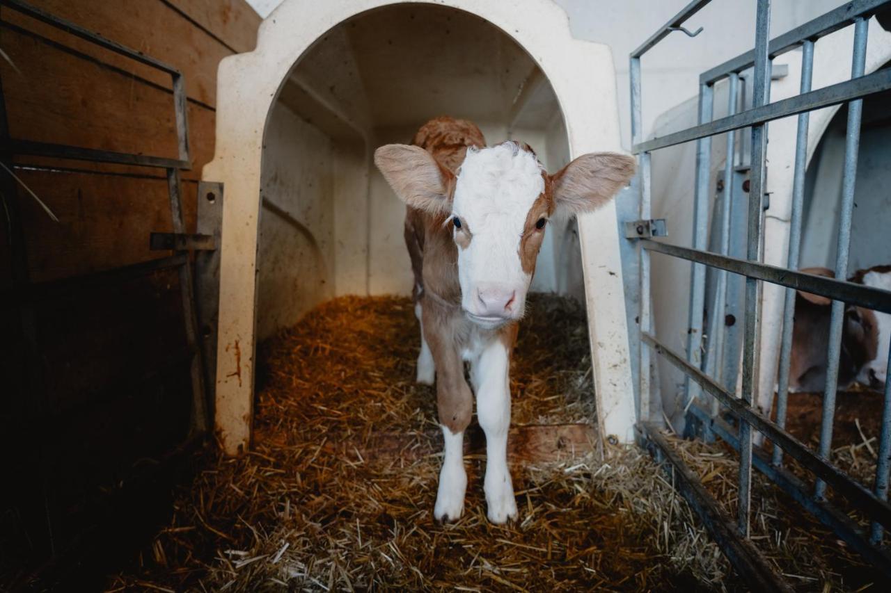 Knollgut Ferienwohnung Buchberg Goldegg Esterno foto